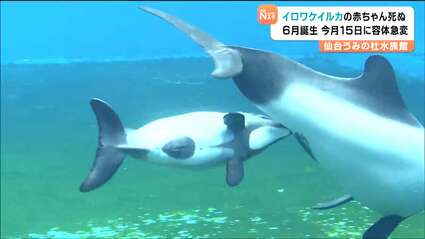 6月に初めて産まれた”イロワケイルカの赤ちゃん”死ぬ「少しの間だ
