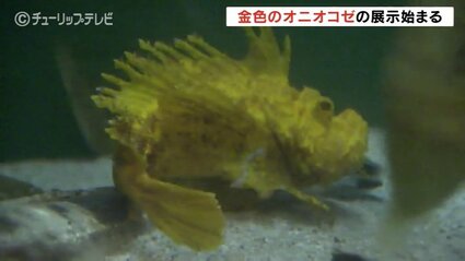 金色のオニオコゼはラッキーセブン 訪れた人が幸運に 富山県の魚津