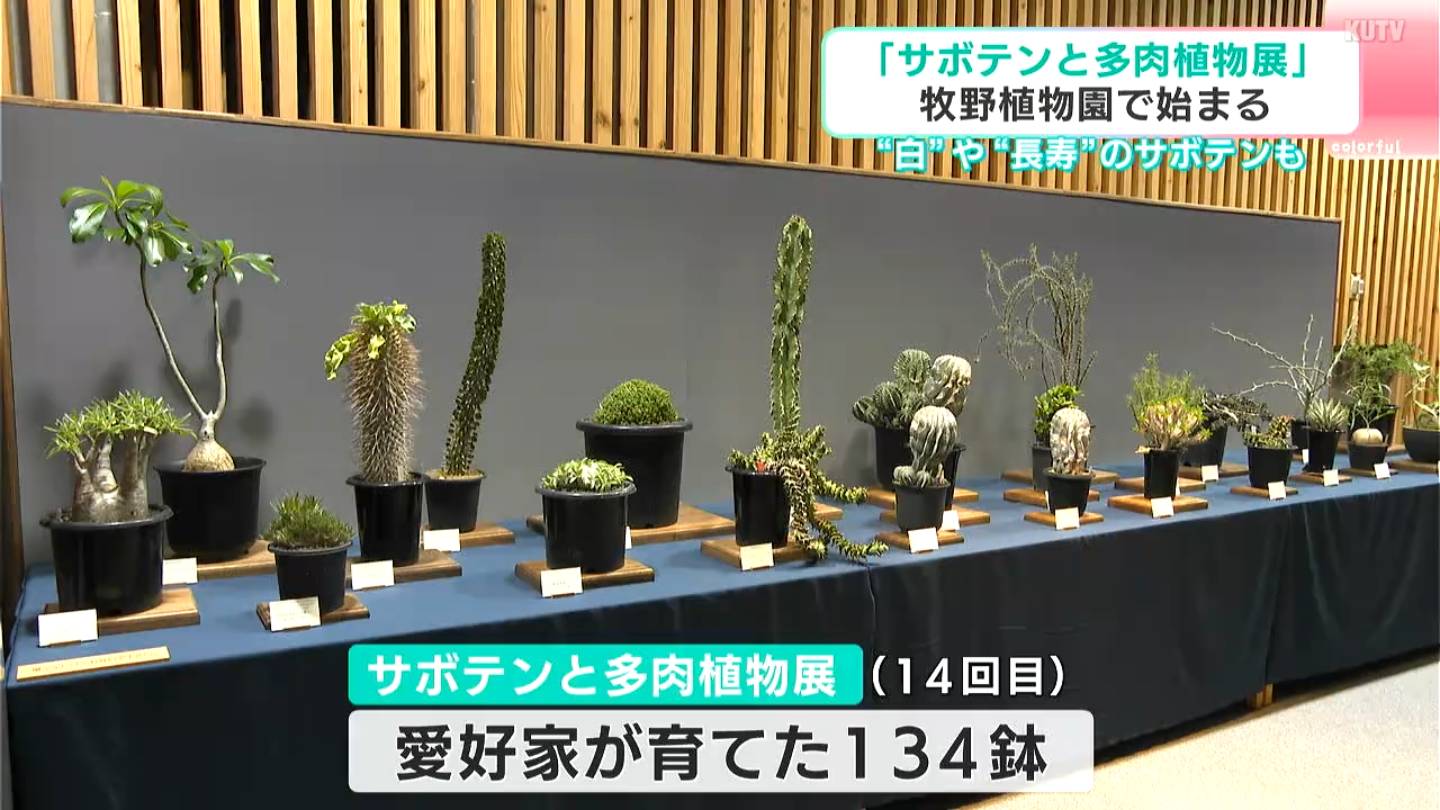 白いサボテン”など134鉢が牧野植物園に大集合！ 「サボテンと多肉植物