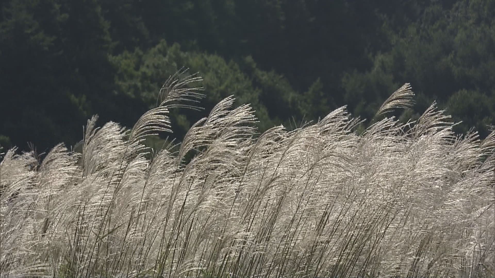 秋晴れのもとでススキの穂が伸びた秋の光景　東海地方の各地で最低気温が今シーズン最低に