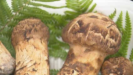 1キロのパックで値段10万円！ 暑さ収まらず秋の味覚マツタケの便りも