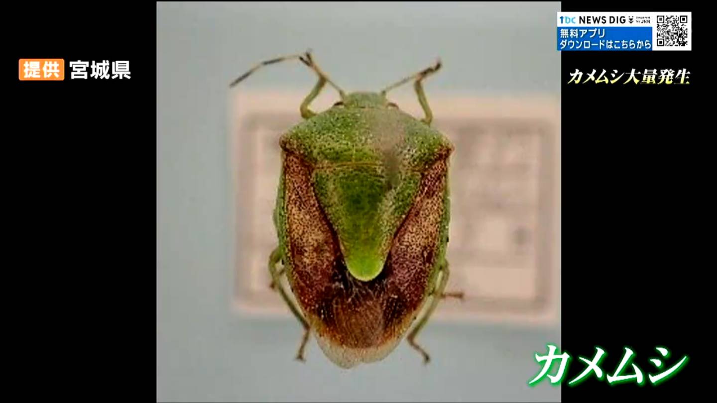 専門家も驚いた「緑色のカメムシ」大量発生そのワケは 生息域が激変