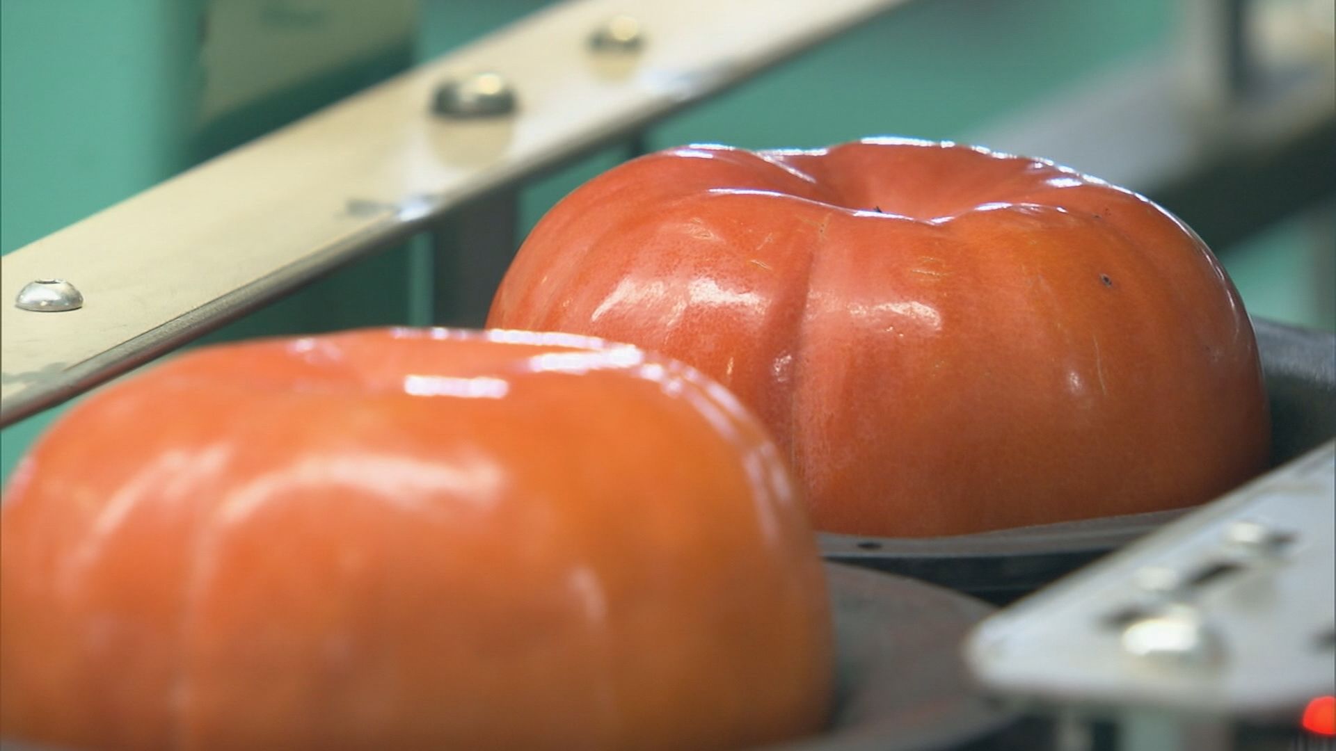 岐阜 本巣市で特産“柿”の出荷始まる  猛暑で色づきの時期遅かったが…糖度は高い　名古屋・北陸へ出荷 