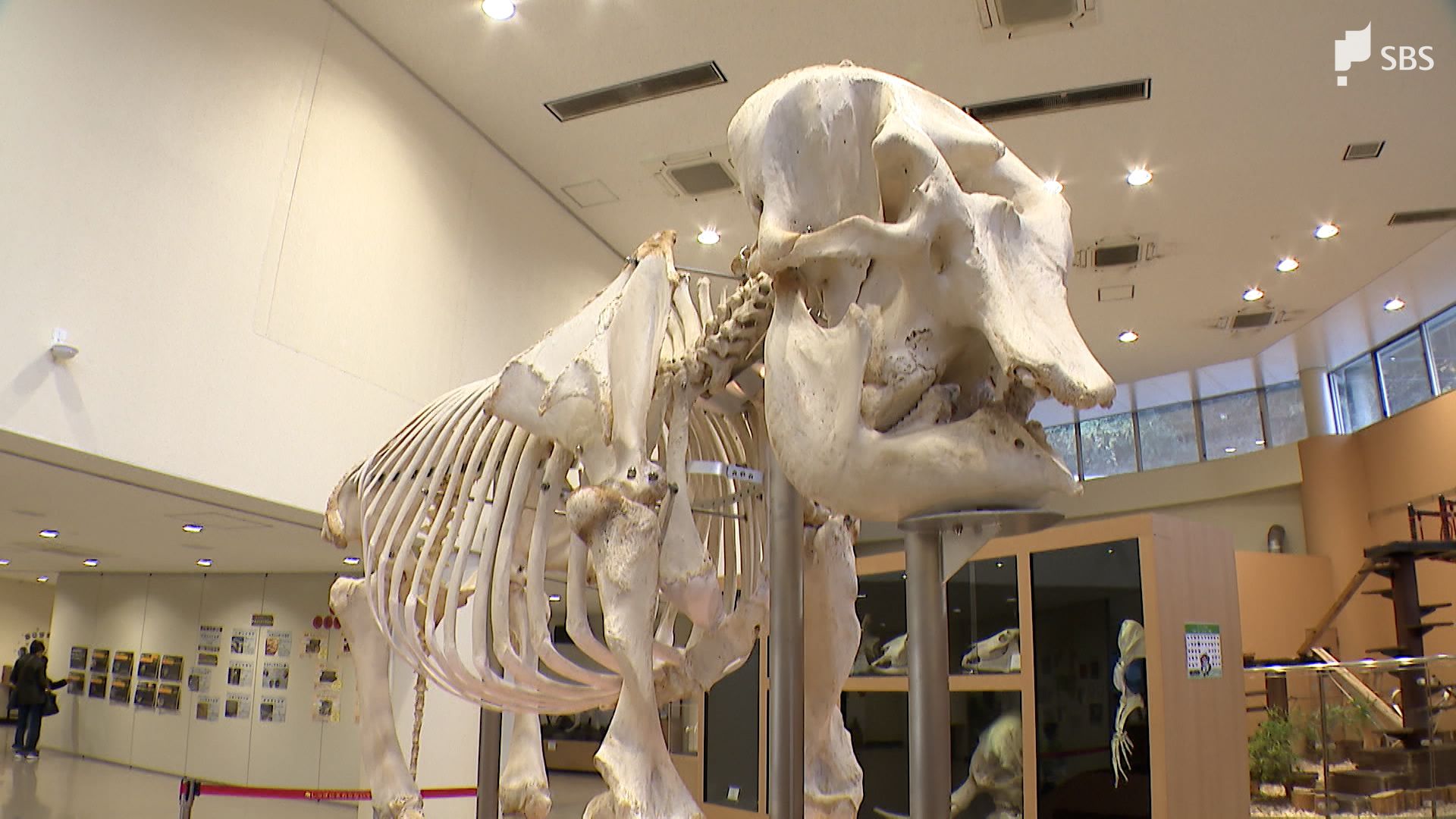 ゾウのシャンティにまた会える 日本平動物園「骨格標本」を展示 動物園