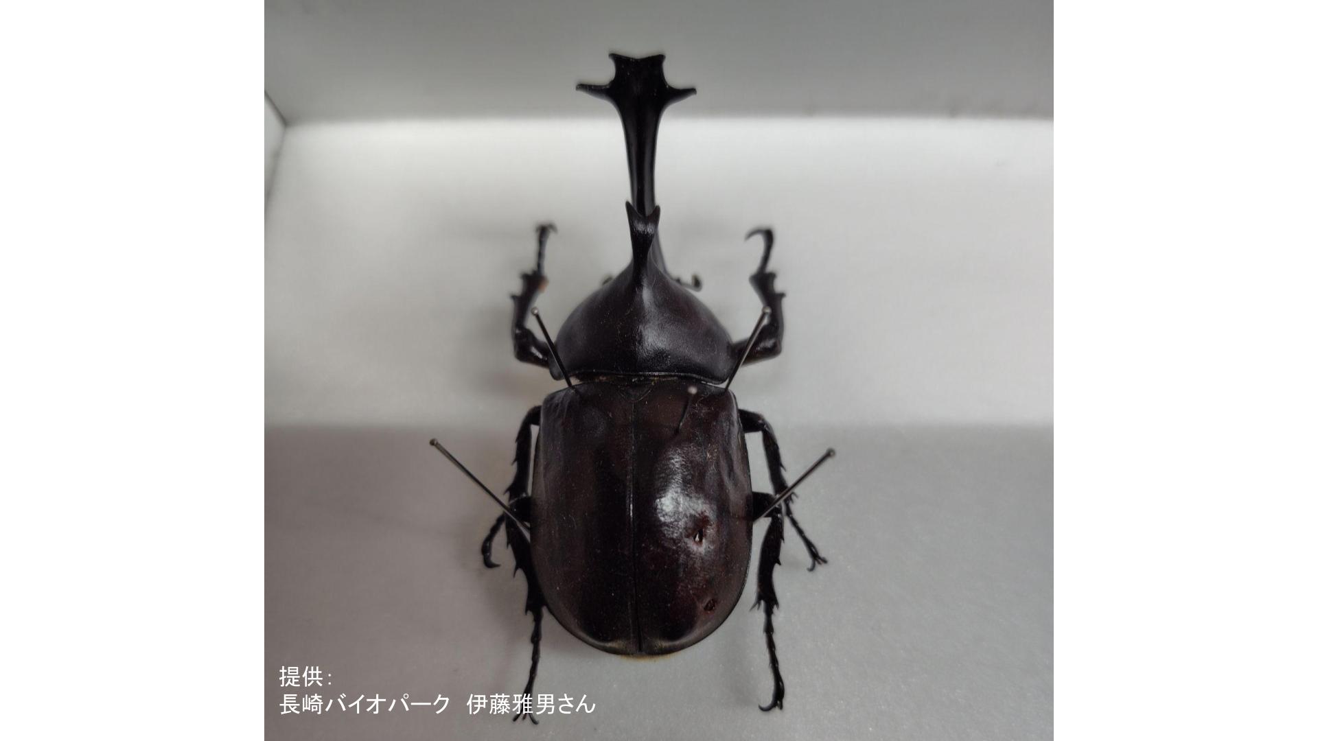 激レアカブトムシ】「ウニ型の角」に触角5本の謎個体 数十万匹に1匹の
