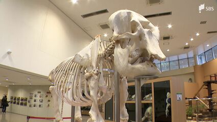 ゾウのシャンティにまた会える 日本平動物園「骨格標本」を展示 動物園