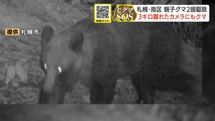 北海道産　熊　乾燥ヒグマの牙 ヒグマ出没相次ぐ北海道 札幌市では2頭の親子グマを駆除 子グマは