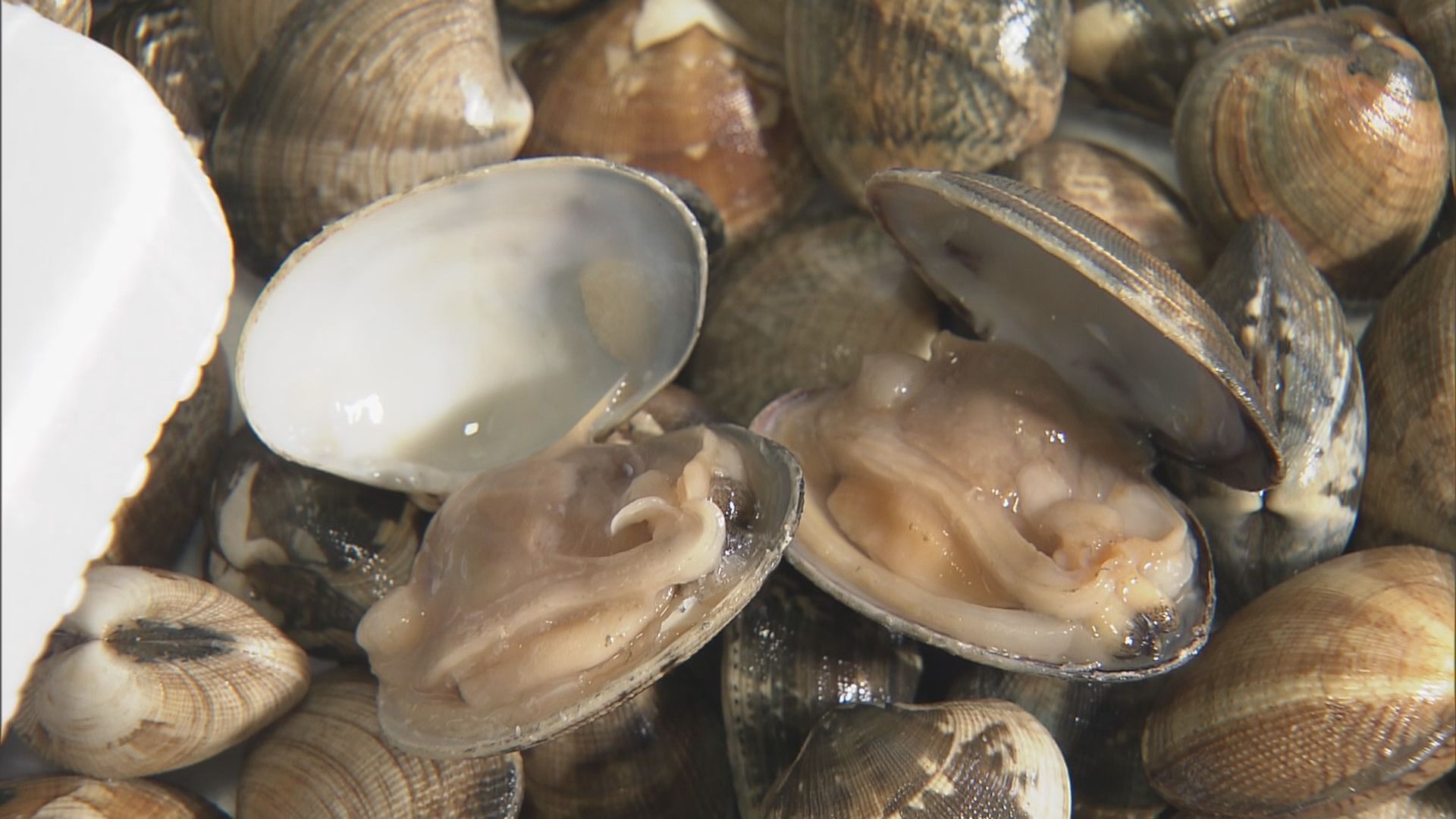 ブランドあさり｢かごいり娘｣の出荷始まる　海中に垂れ下げて養殖するので砂抜き不要　愛知・田原市