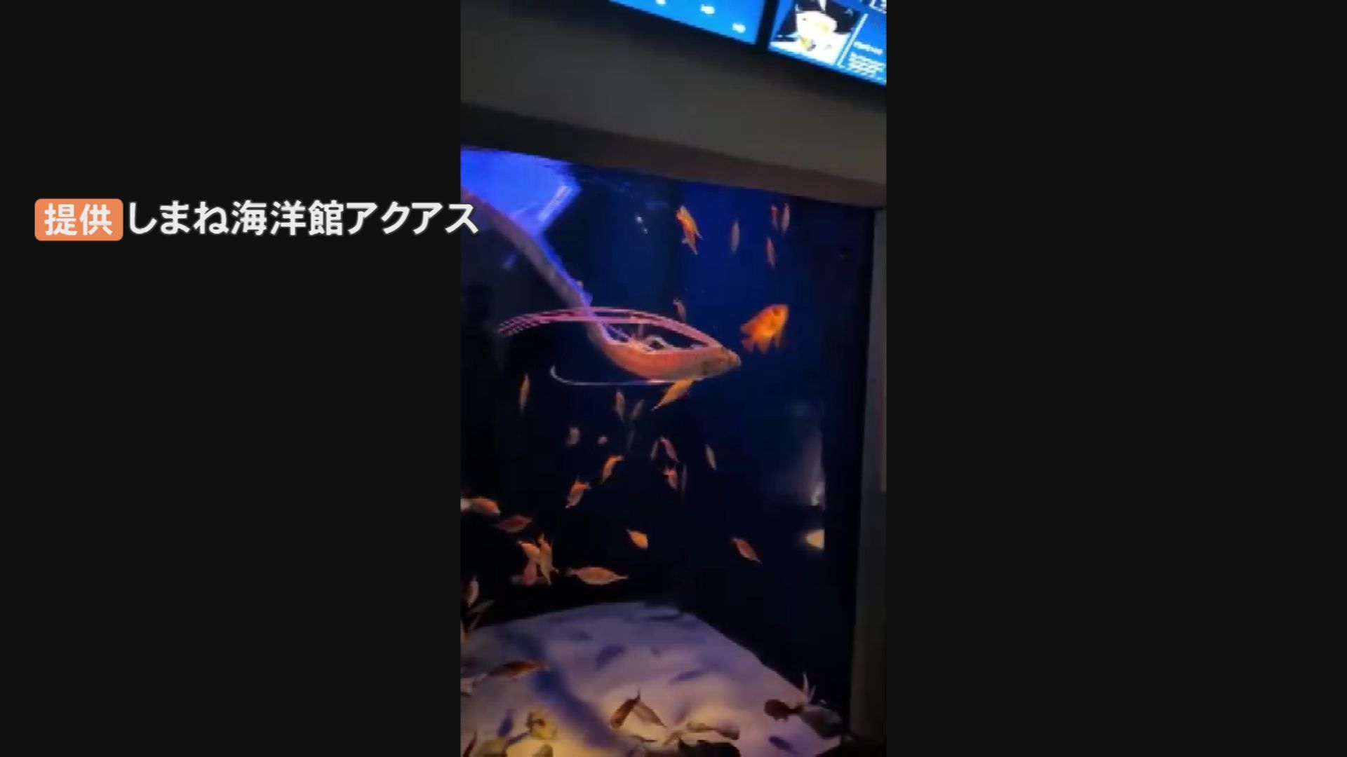 生きたまま捕獲 緊急展示された謎の深海魚「リュウグウノツカイ」死ぬ