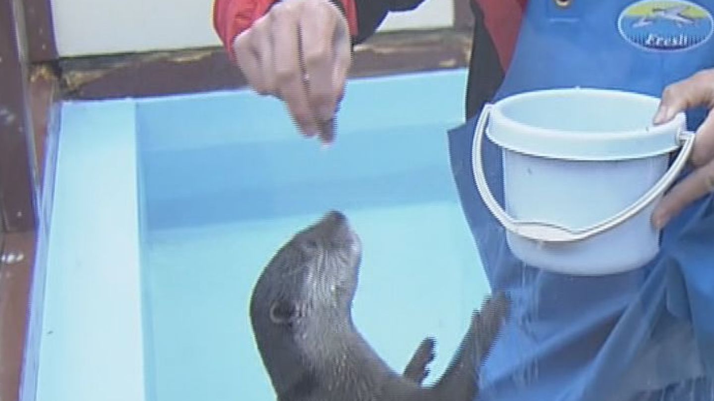 「カワウソのお食事タイム」約9か月ぶりに再開 大阪から来たヒノキ君も新生活に慣れて…伊勢シーパラダイス 三重・伊勢市