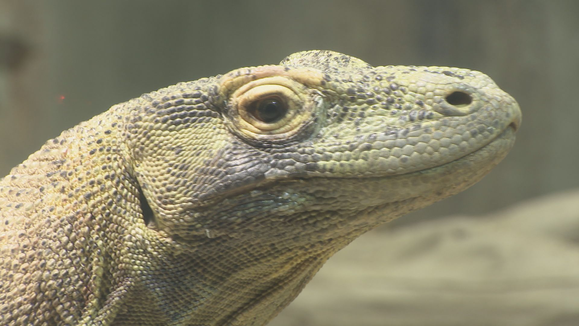 コモドドラゴン“タロウ効果”か　東山動植物園　先週末の来場者数が去年同時期に比べ2割弱増える