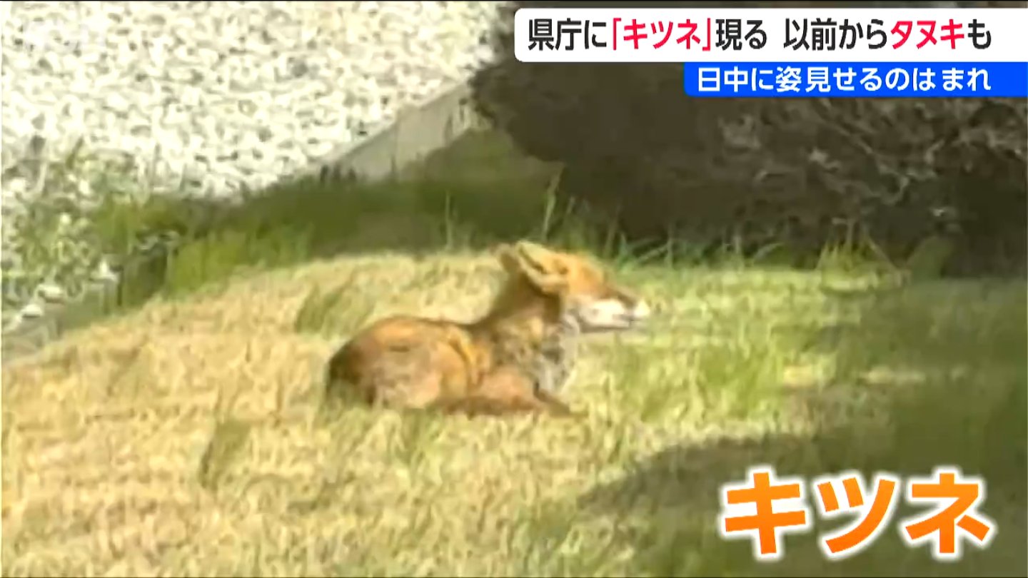 新潟県庁にキツネ！見かけた時は餌など与えず むやみに近づかず 触らず
