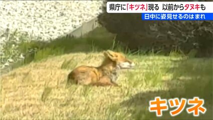 新潟県庁にキツネ！見かけた時は餌など与えず むやみに近づかず 触らず