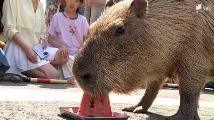 3度目の挑戦!伊豆シャボテン動物公園「ギンナン」の結果は…カピバラの