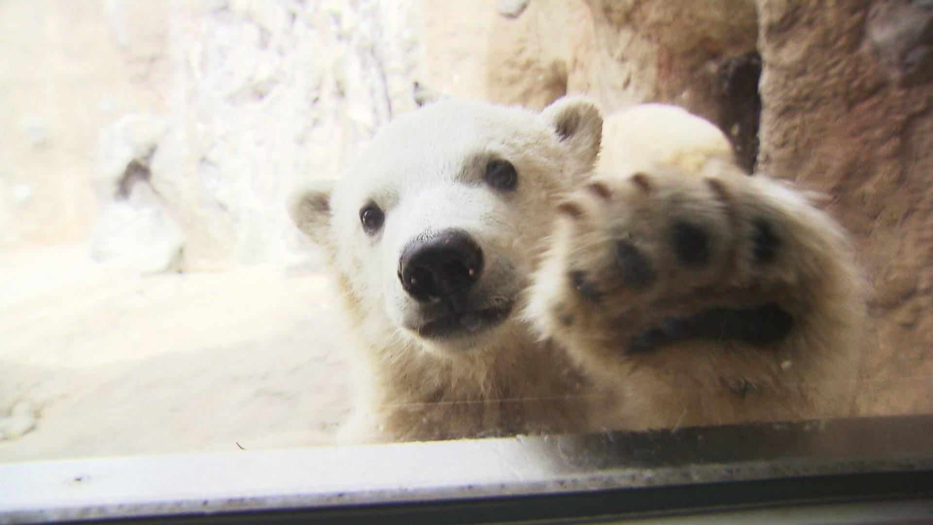 カワイイ！」ホッキョクグマの赤ちゃんが「ワン！」と鳴く！？＆北海道