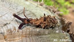 切り株の上に「エビフライ状のなにか」つくったのは「木の実を食べるあの小動物」いったい何のために?【岡山の珍光景】|TBS NEWS DIG