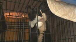 7棟焼く火事で施設が延焼、20匹犠牲に…“ネコの日”に保護ネコ譲渡会　12組が里親名乗り「ゆっくり過ごして」　富山・高岡市|TBS NEWS DIG