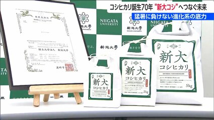 新潟県安田の作家 高橋五仙子 昭和初期 新潟市日向山海岸 地引網漁の図 コシヒカリ誕生から70年 ”次世代”へつなぐ未来 岐路に立つ『新潟の米