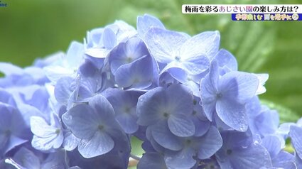 15ヘクタールの山林に400種4万株ものアジサイ みちのくあじさい園の