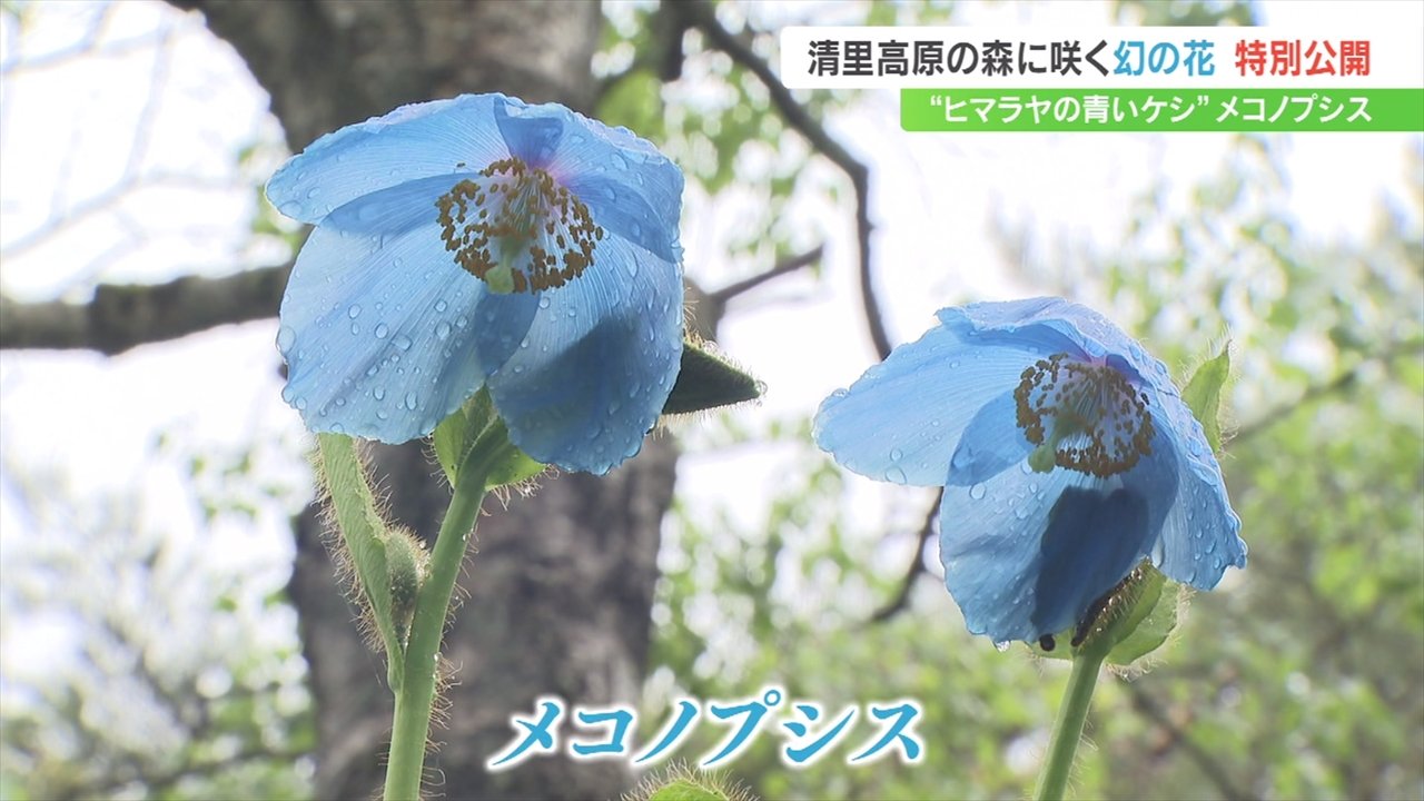 ヒマラヤの青いケシ」幻の花 高山植物メコノプシスが開花 山梨・北杜市