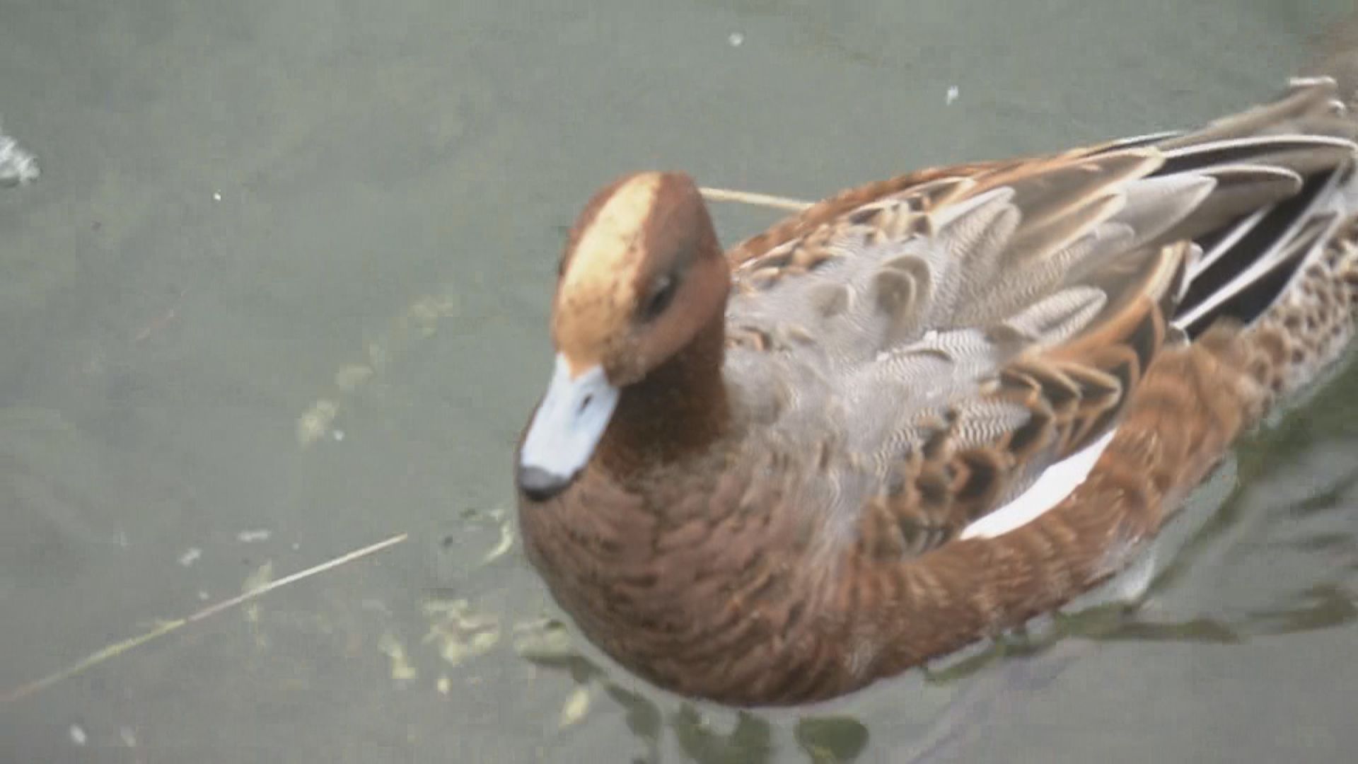 渡り鳥の｢ヒドリガモ｣ シベリアから飛来　池で越冬中にパートナー見つけ5月頃にユーラシア大陸へ　三重