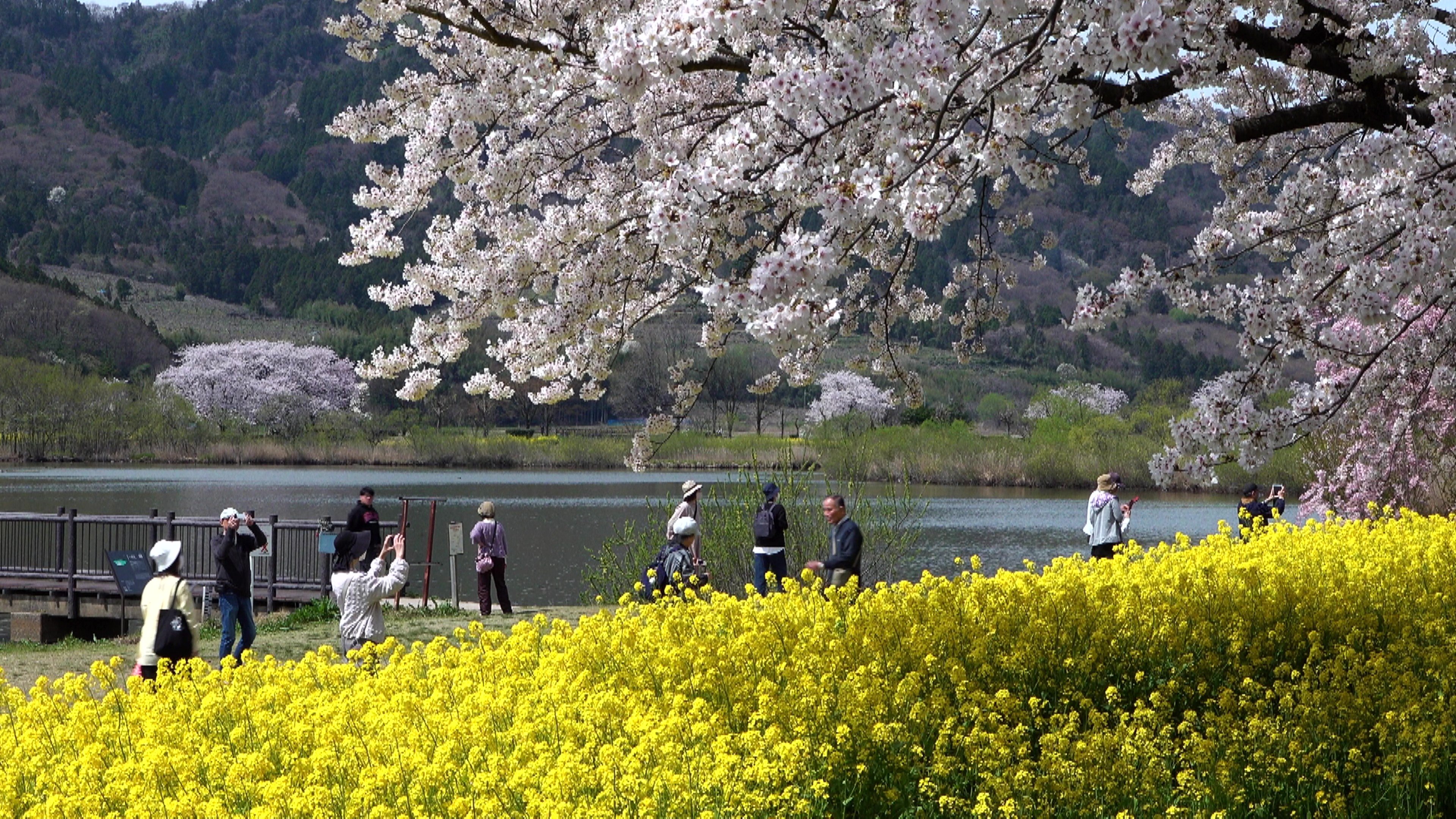 満開の桜×菜の花“春の二重奏” 上堰潟公園を彩る450本の桜と160万本の