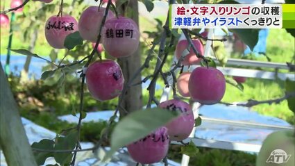 ここ数年で最高の出来」絵・文字入りリンゴの収穫作業はじまる 津軽弁