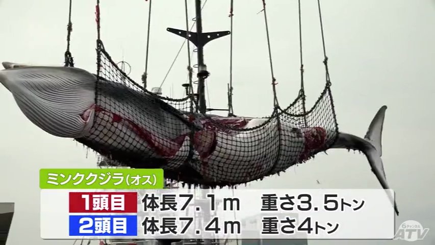 初漁できた」ミンククジラ2頭水揚げ 今季の商業捕鯨・青森県内2か所