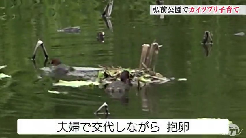 野鳥の宝庫”でもある桜の名所「弘前公園」に水鳥「カイツブリ」の親子