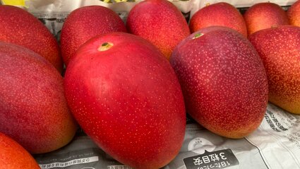 真っ赤であま～い「トロピカルフルーツの女王」“完熟マンゴー” 収穫