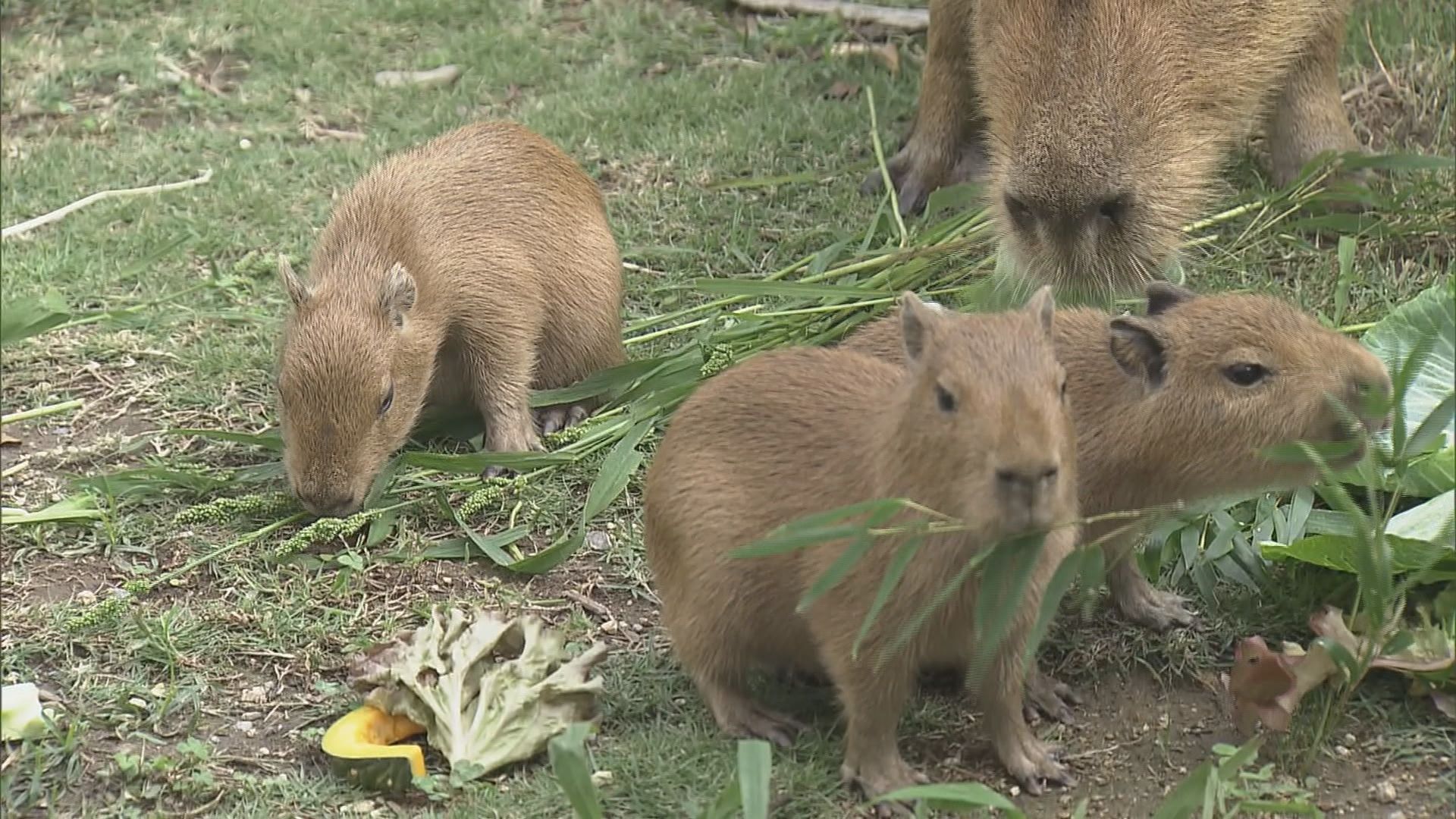 竹島水族館でカピバラの赤ちゃんお披露目 10月12日に5頭誕生 飼育員は