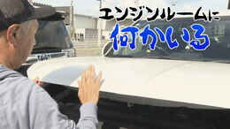 「エンジンルームに何かいる」ボンネットを開けてのぞいてみると、つぶらな瞳が…「車は使いません」|TBS NEWS DIG