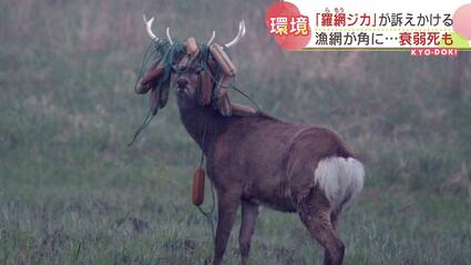 漁網が角にからまり衰弱死するシカも…「羅網ジカ」を未然に防ぐため
