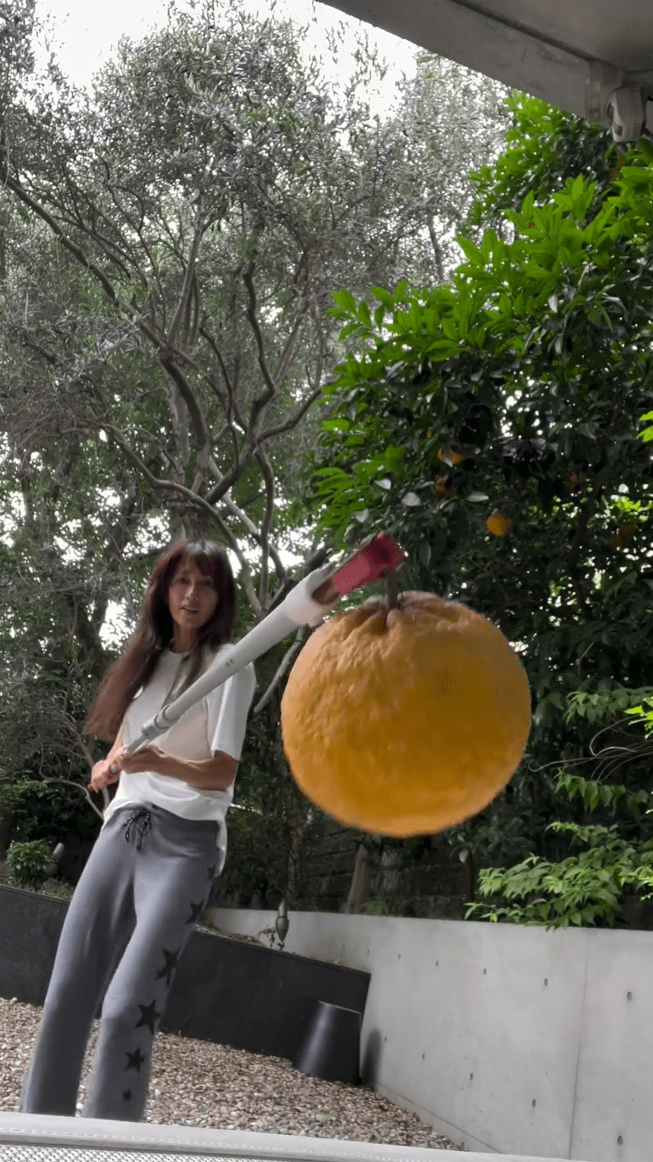 工藤静香 】 高枝切りバサミでオレンジ収穫 → オレンジピールとゼリー