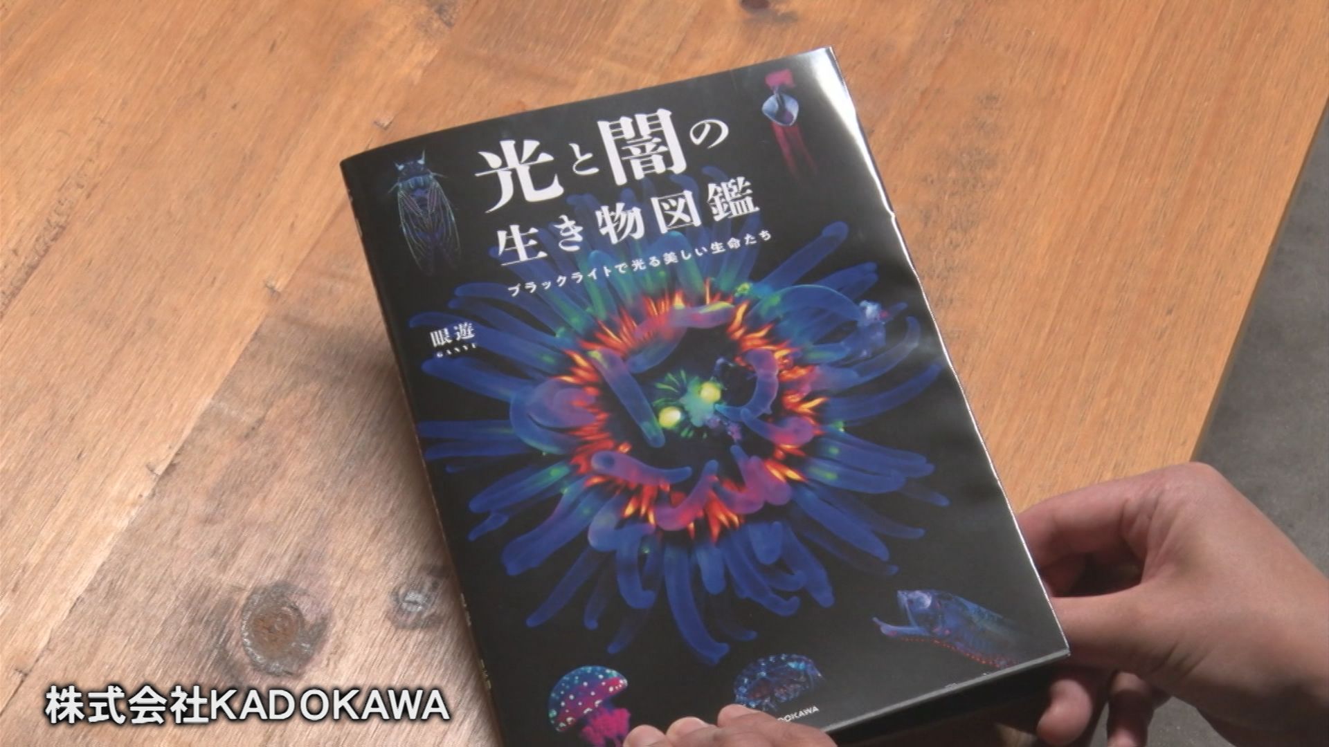 究極品質　異世界に瞬く蒼光流星　幻のブルーメテオシラーブラックフローライト イソギンチャク・アブラゼミ…ブラックライトを当てると、どうして