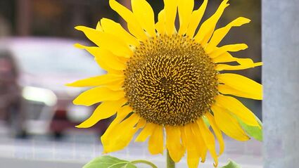 真冬の街中”に凛と開いた路傍の花一輪 “夏の代名詞”の「あの花」がなぜ