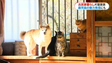 古民家暮らしの犬猫4きょうだい “ほっこりする日常”を切り取ったフォト