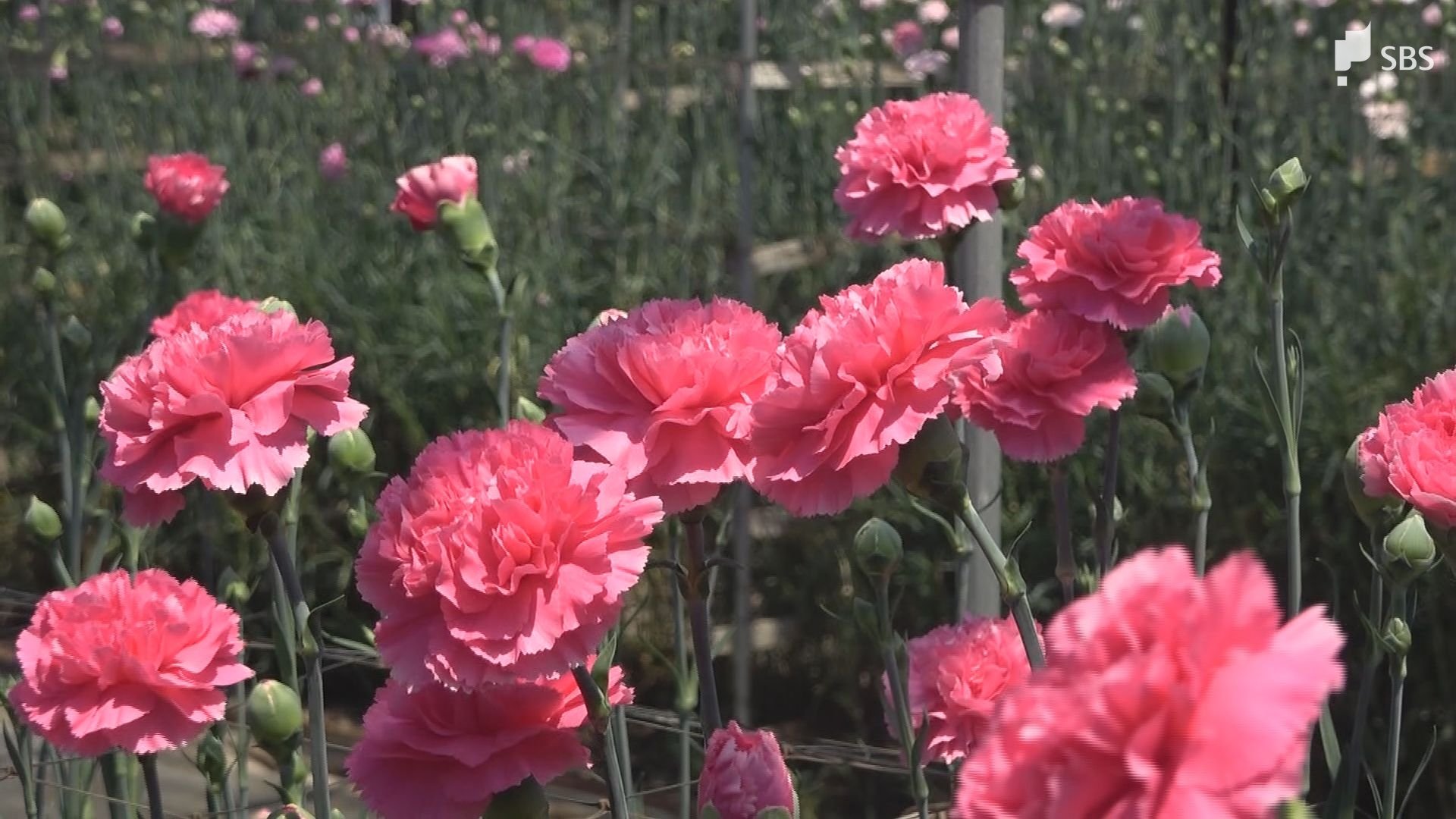 かわづカーネーション見本園」色とりどりの花が見頃 母の日を前に209
