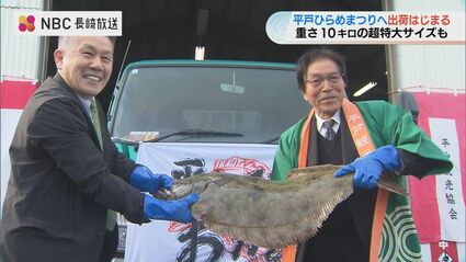 ひらめ 25日から平戸ひらめまつり 超特大サイズの「座布団ひらめ」出荷 長崎県